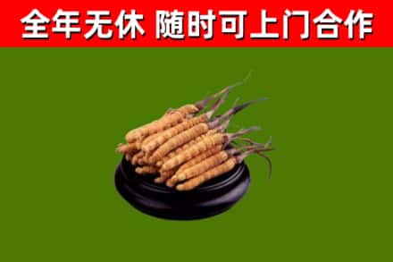 绍兴市回收冬虫夏草