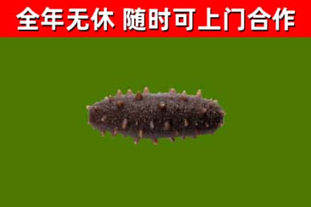绍兴市回收海参干